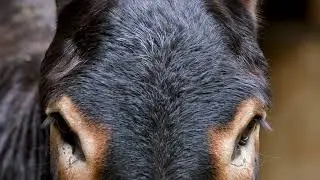 Butifull Donkey mating videos March 18, 2022