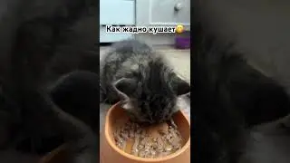 Кушаем😋😋 #еда #котики #котята