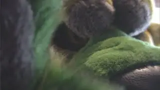 Jai
