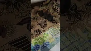 #французскийбульдог