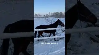 🫶🏼 🐎 