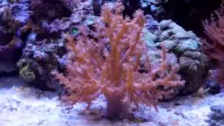 How to care for Kenya Tree Coral...