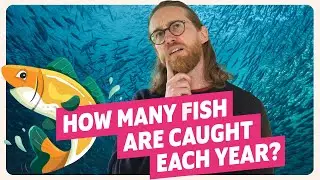 Finally answered!! How Many Fish Are Caught Each Year 🐟