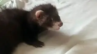 Каким маленьким был хорёк Шуня
