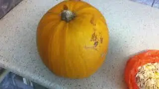 Семечка тыквы для производства масла, какую лучше выращивать ч.1