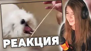 ГАЕЧКА СМОТРИТ: UNUSUAL MEMES COMPILATION V129