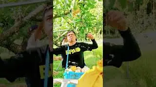 PERAS PICKING SA JAPAN[BISAYA VLOG]