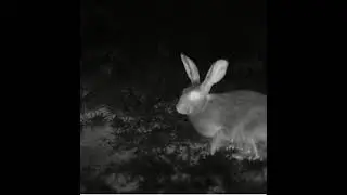 Infrared camera nature shooting