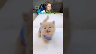 The CUTEST Kitten in the World! 😍🐱 
