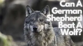 Can A German Shepherd Beat A Wolf? How To Keep Your Dog Safe