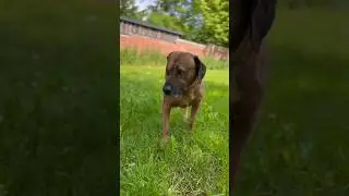 Going for a walk with this amazing Rhodesian Ridgeback #rhodesianridgeback #ridgeback #dog #doglove