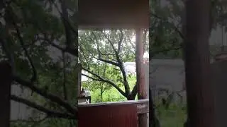 Релакс для сна. Дождь. Ливень. Гром.