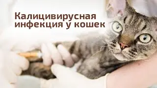 Калицивирусная инфекция у кошек