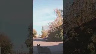 Невозмутимый собакен на нашем пути🙂