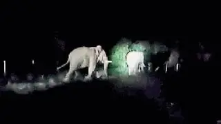 हाथी देख कर वीडियो बनाने लोग #elephantviral #shortfeed #viral #trending