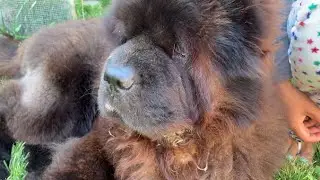 CHOW CHOW is SLIGHTLY CURIOUS about TOMATOES