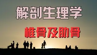 椎骨及肋骨