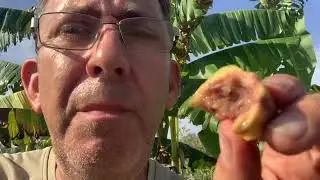 Tasting feijoa pineapple guava fruit
