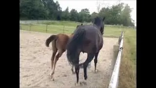 Daughter of Uno Don Diego 1.wmv