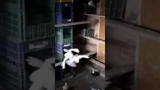 Алматинские бойные голуби