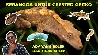Serangga yang boleh diberikan sebagai makanan Crested Gecko | Jangan sampai salah ngasih, FATAL !! 🦗
