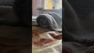 The cat is cold, frosts are coming, now he is hiding under the covers