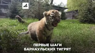 Первые шаги барнаульских тигрят