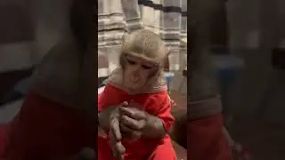 Если что обращайтесь - маникюр,педикюр,все виды наращивания 😂😝🐒макака резус