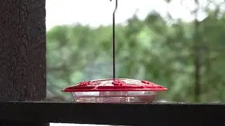 Three Hummingbirds at the feeder.
