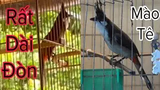 Mộc Cực Víp Bộ Rất To Dài Lưng Tôm Cúp Cầu Thái Độ Tốt Giọng Hót Hay 16/10/24 | Khải Chim Hoà Bình