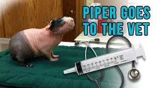 Piper Goes to the Vet
