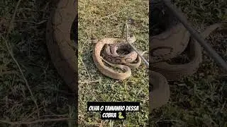 olha só o tamanho dessa serpente gigantesca 🐍🐍🐍🐍🐍