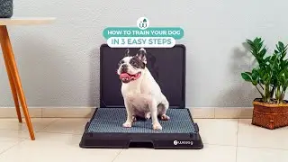 HOW TO TRAIN YOUR DOGS IN 3 EASY STEPS