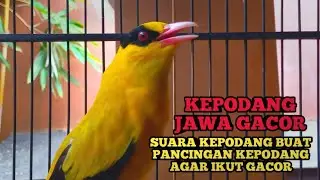 Kepodang Jawa Gacor