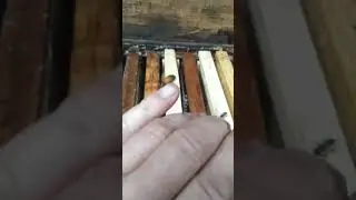 Роевые матки!