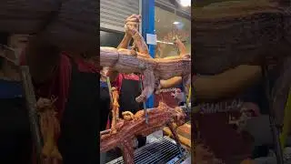 Крокодил на вертеле