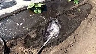 Поливаю тыкву 17 июня
