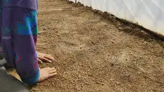 Domates Tohumlarını Fide'ye dönüştürüyoruz
