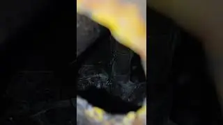 ПТИЦА В ЯЩИКЕ 👀👈🤣👍