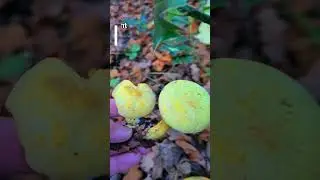 Avoid smelling this yellow mushroom /  #foraging #mushroompicking #fungi
