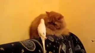 Попугай достает кота