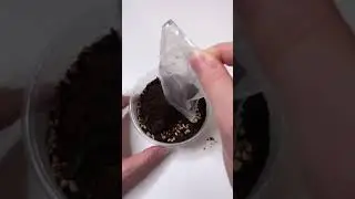Grew Bruno some cat grass, here’s his response. 