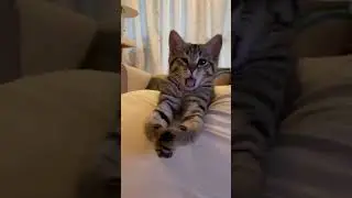 Cute kittens