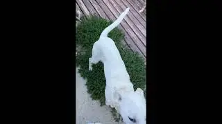 Лана Помощь Бездомным животным Доброе утро, мир