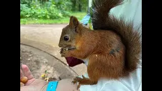 Наглые белки Царицынского парка.