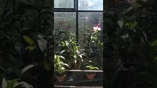 Rumah Anggrek Orchid