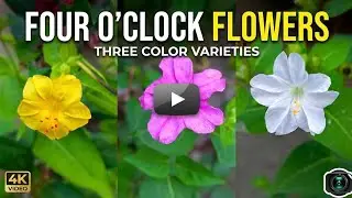 FOUR O'CLOCK FLOWERS THREE COLOUR VARIETIES