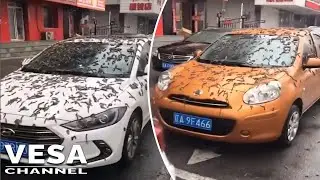 Worms falling from the sky in Liaoning, China