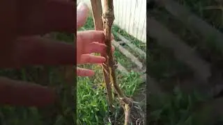 Чандлер на черном 2 год жизни