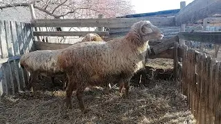 Забой барана